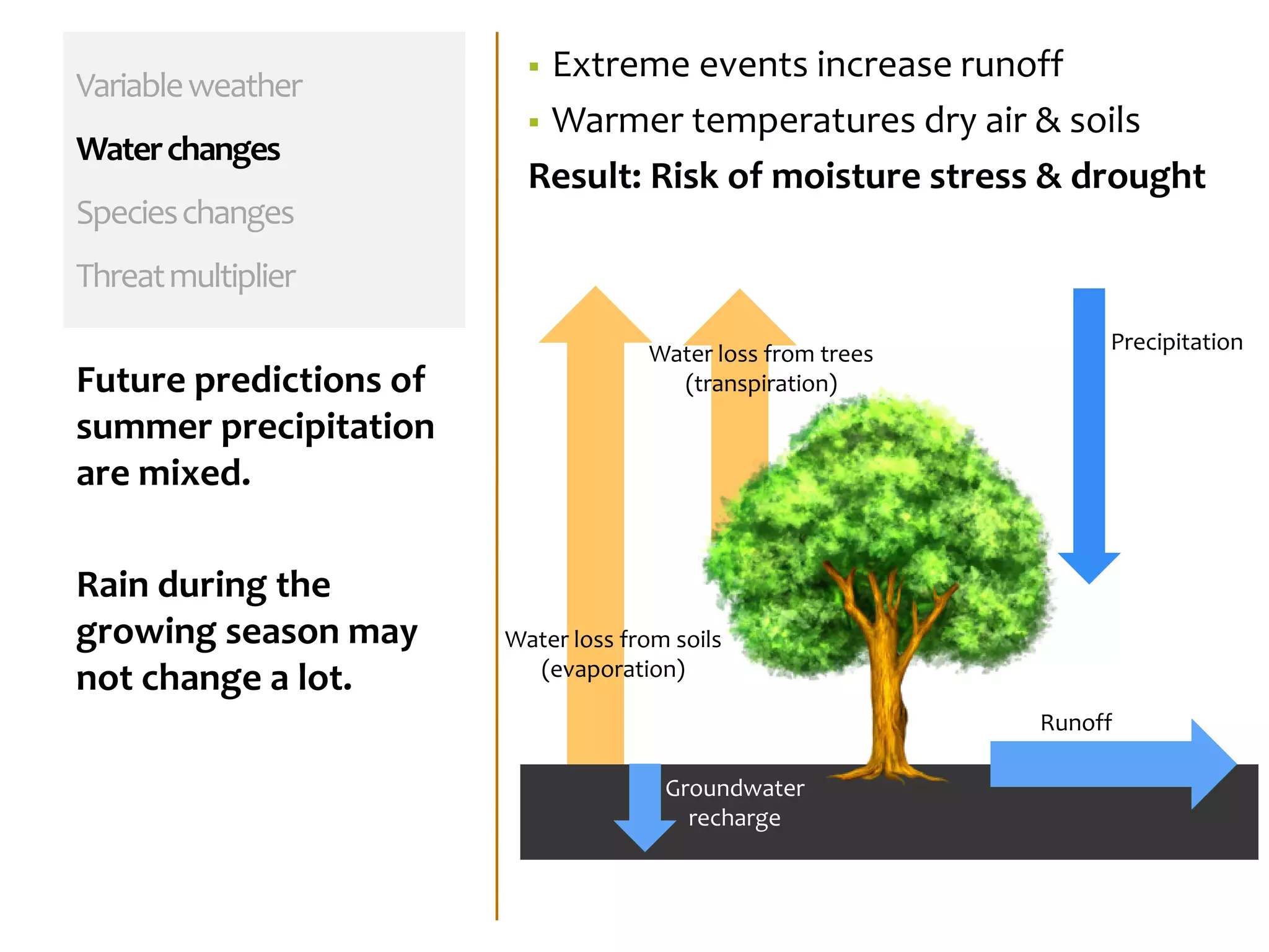 Variableweather
Waterchanges
Specieschanges
Threatmultiplier
Future predictions of
summer precipitation
are mixed.
Rain during the
growing season may
not change a lot.
 Extreme events increase runoff
 Warmer temperatures dry air & soils
Result: Risk of moisture stress & drought
Water loss from soils
(evaporation)
Water loss from trees
(transpiration)
Groundwater
recharge
Runoff
Precipitation
 