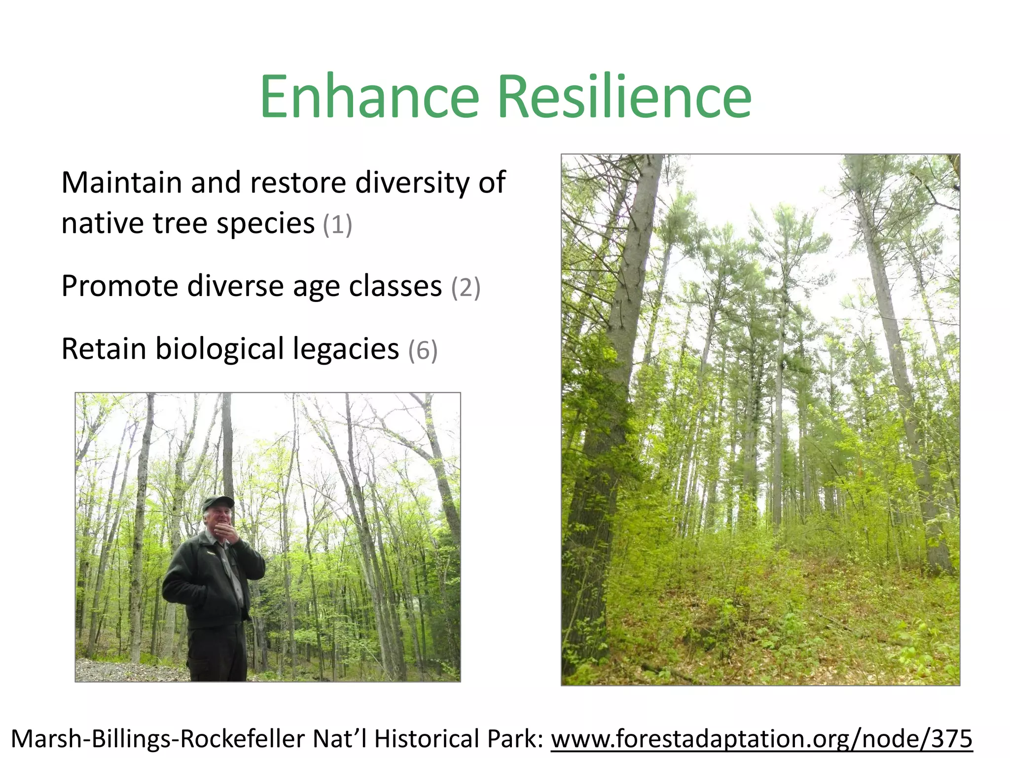Enhance Resilience
Maintain and restore diversity of
native tree species (1)
Promote diverse age classes (2)
Retain biological legacies (6)
Marsh-Billings-Rockefeller Nat’l Historical Park: www.forestadaptation.org/node/375
 