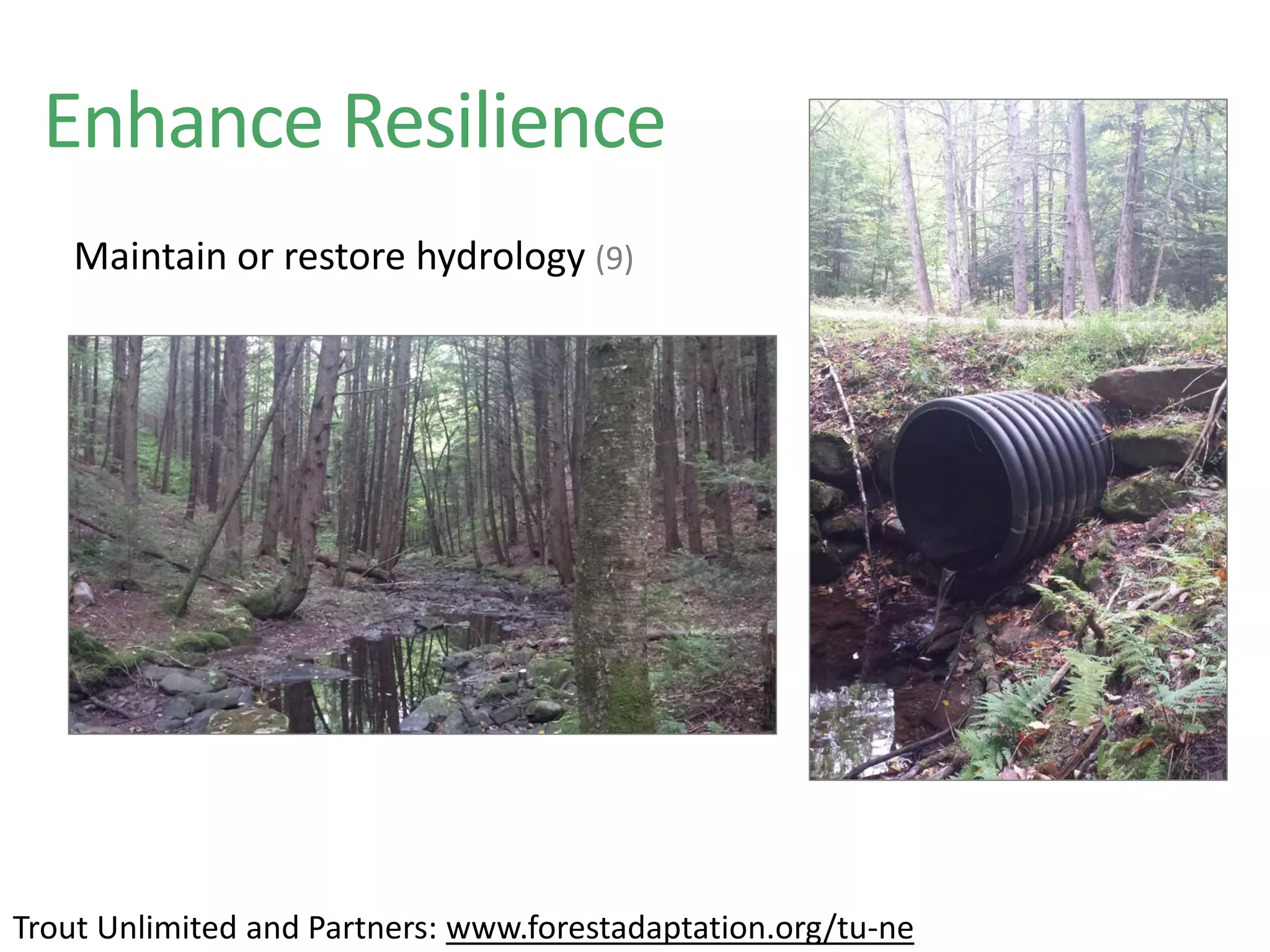 Enhance Resilience
Maintain or restore hydrology (9)
Trout Unlimited and Partners: www.forestadaptation.org/tu-ne
 