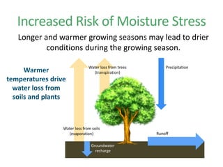 Understanding Forest Vulnerability to Climate Change | PDF