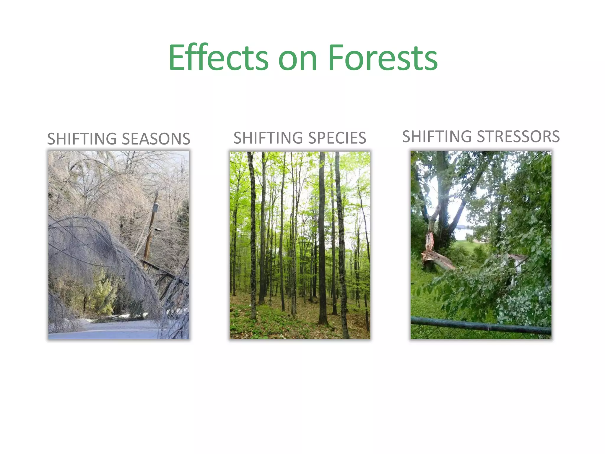 Effects on Forests
SHIFTING SPECIESSHIFTING SEASONS SHIFTING STRESSORS
 