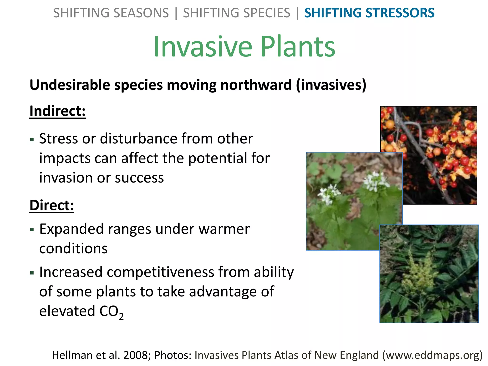 Undesirable species moving northward (invasives)
Invasive Plants
Hellman et al. 2008; Photos: Invasives Plants Atlas of New England (www.eddmaps.org)
SHIFTING SEASONS | SHIFTING SPECIES | SHIFTING STRESSORS
Indirect:
 Stress or disturbance from other
impacts can affect the potential for
invasion or success
Direct:
 Expanded ranges under warmer
conditions
 Increased competitiveness from ability
of some plants to take advantage of
elevated CO2
 