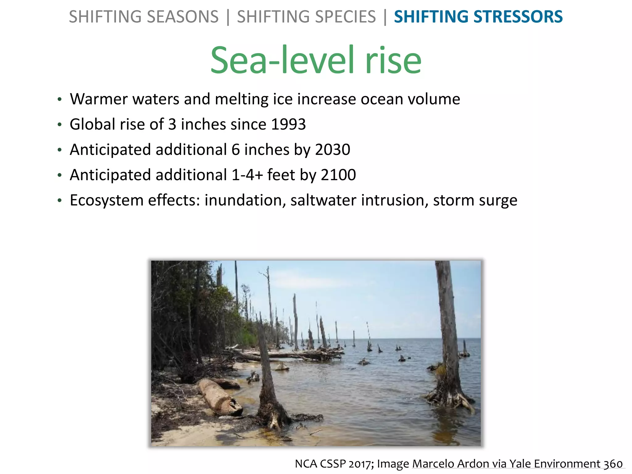 Sea-level rise
• Warmer waters and melting ice increase ocean volume
• Global rise of 3 inches since 1993
• Anticipated additional 6 inches by 2030
• Anticipated additional 1-4+ feet by 2100
• Ecosystem effects: inundation, saltwater intrusion, storm surge
NCA CSSP 2017; Image Marcelo Ardon via Yale Environment 360
SHIFTING SEASONS | SHIFTING SPECIES | SHIFTING STRESSORS
 