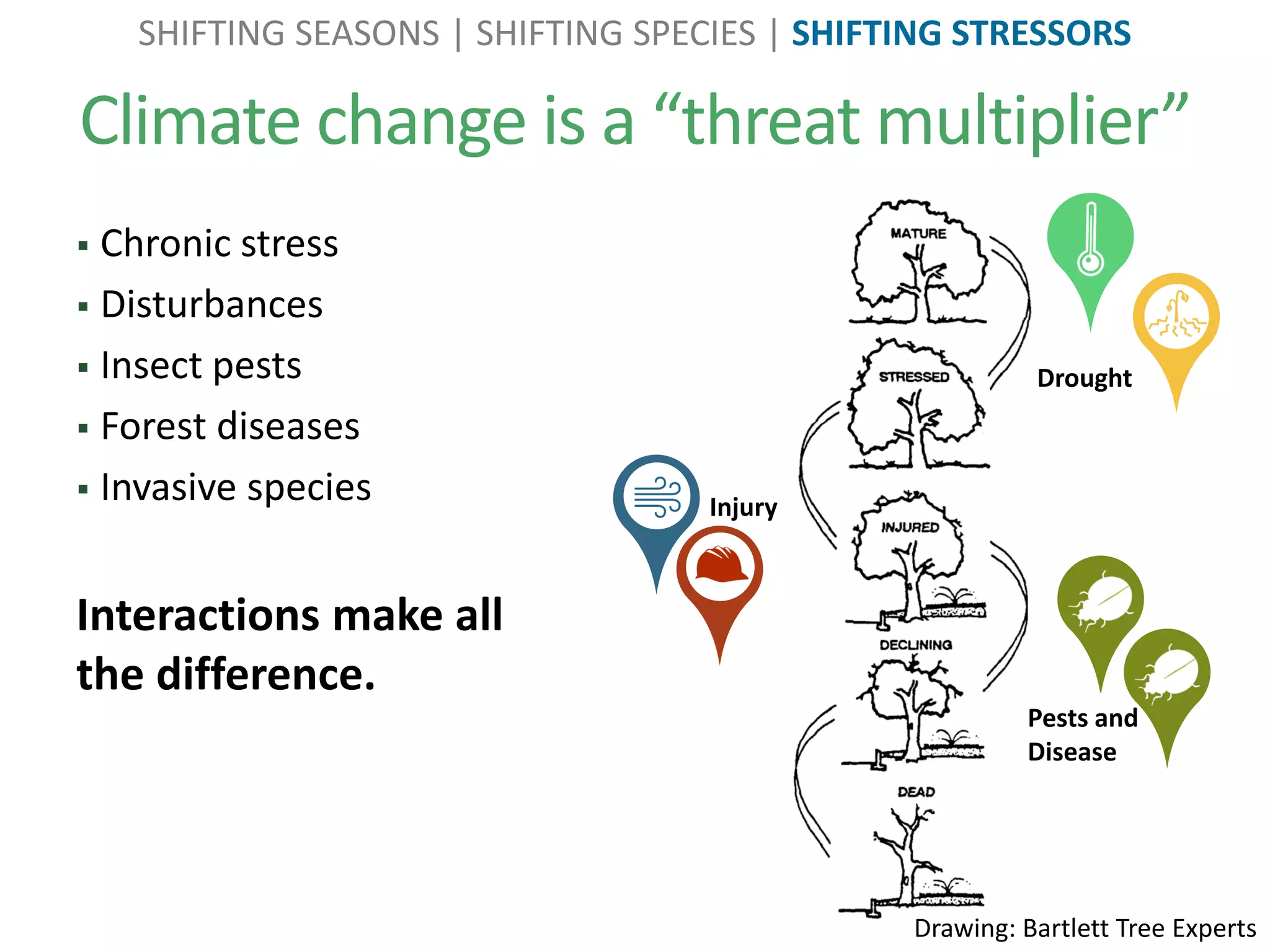 Climate change is a “threat multiplier”
SHIFTING SEASONS | SHIFTING SPECIES | SHIFTING STRESSORS
 Chronic stress
 Disturbances
 Insect pests
 Forest diseases
 Invasive species
Interactions make all
the difference.
Drought
Injury
Pests and
Disease
Drawing: Bartlett Tree Experts
 