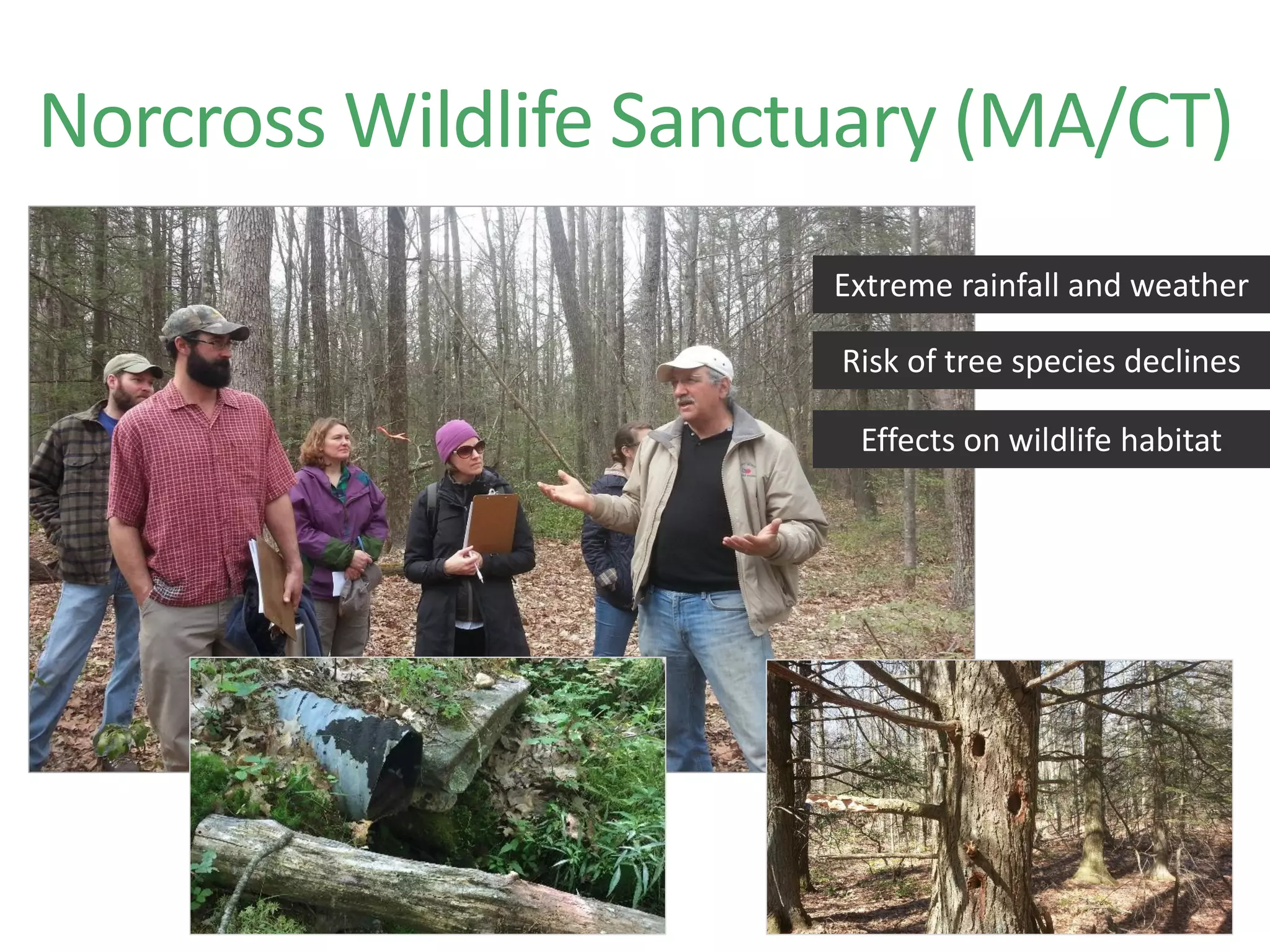 Norcross Wildlife Sanctuary (MA/CT)
Risk of tree species declines
Extreme rainfall and weather
Effects on wildlife habitat
 