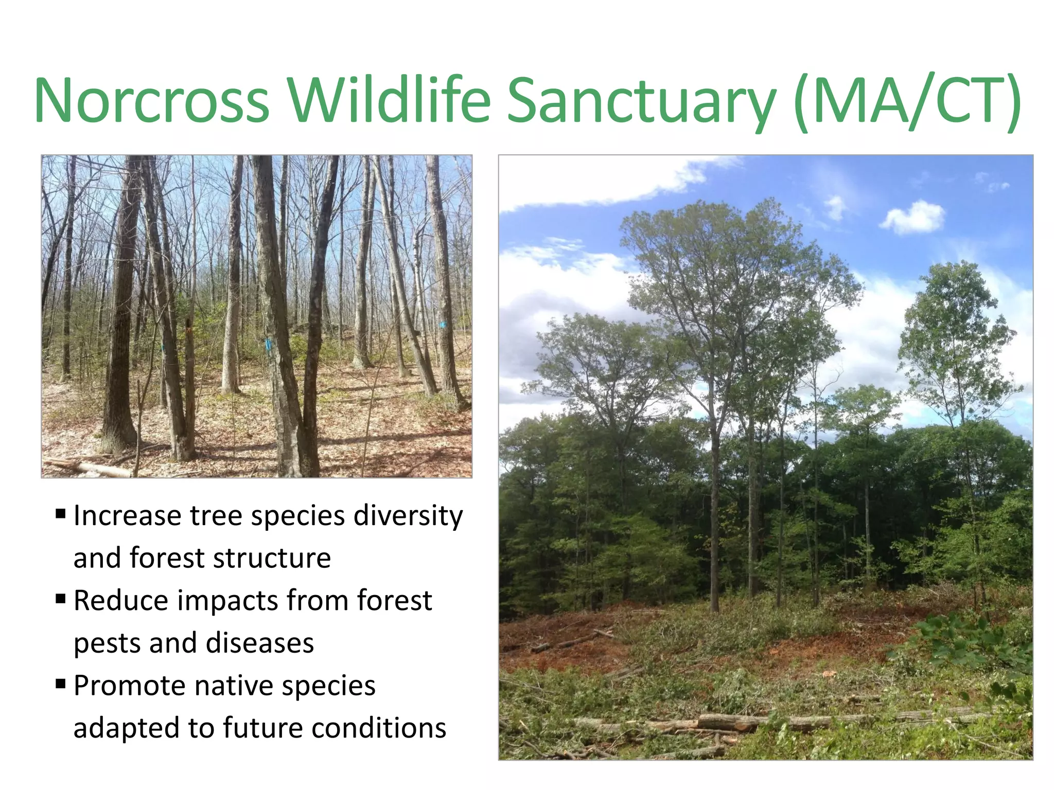  Increase tree species diversity
and forest structure
 Reduce impacts from forest
pests and diseases
 Promote native species
adapted to future conditions
Norcross Wildlife Sanctuary (MA/CT)
 