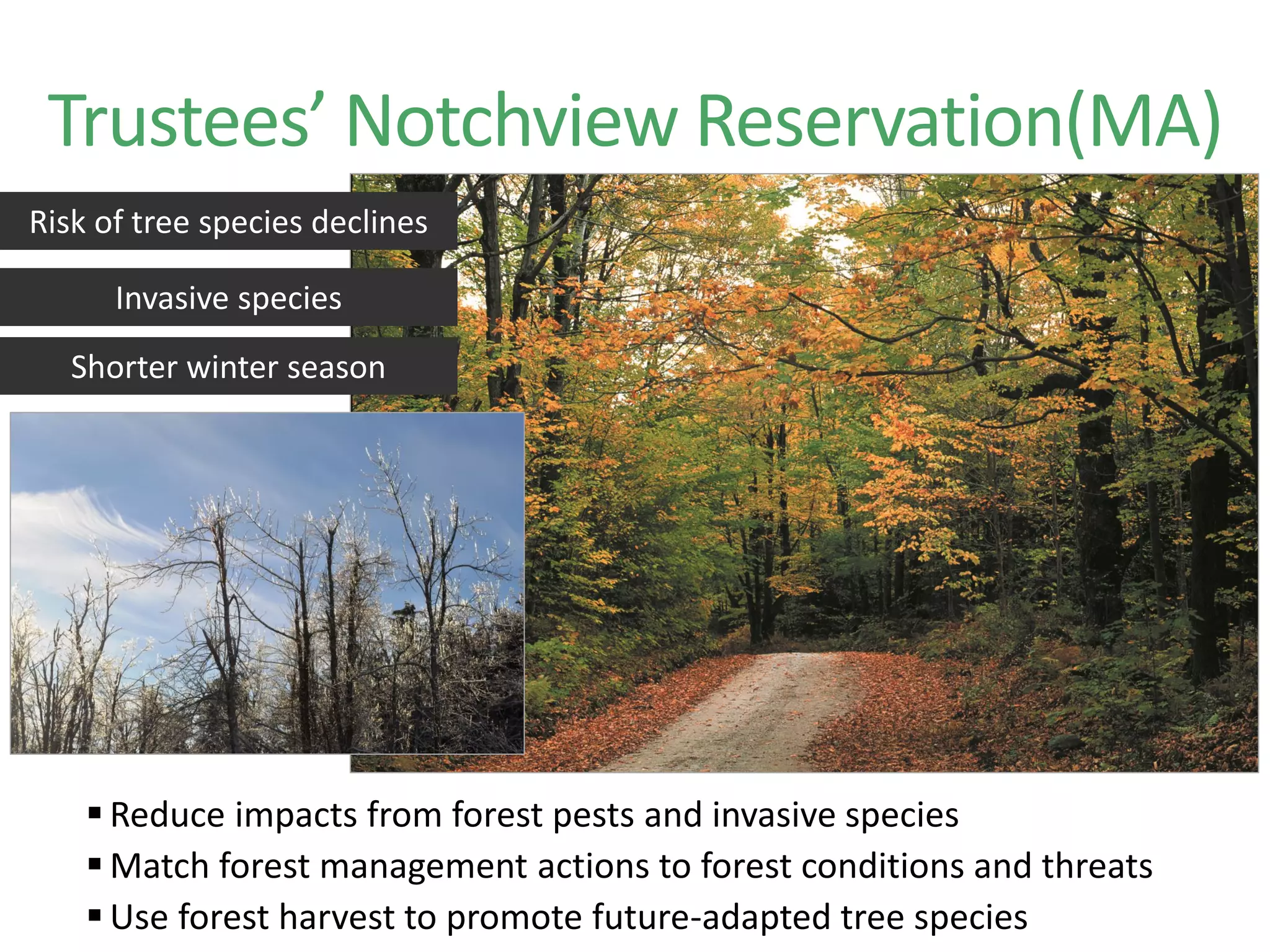  Reduce impacts from forest pests and invasive species
 Match forest management actions to forest conditions and threats
 Use forest harvest to promote future-adapted tree species
Trustees’ Notchview Reservation(MA)
Risk of tree species declines
Invasive species
Shorter winter season
 