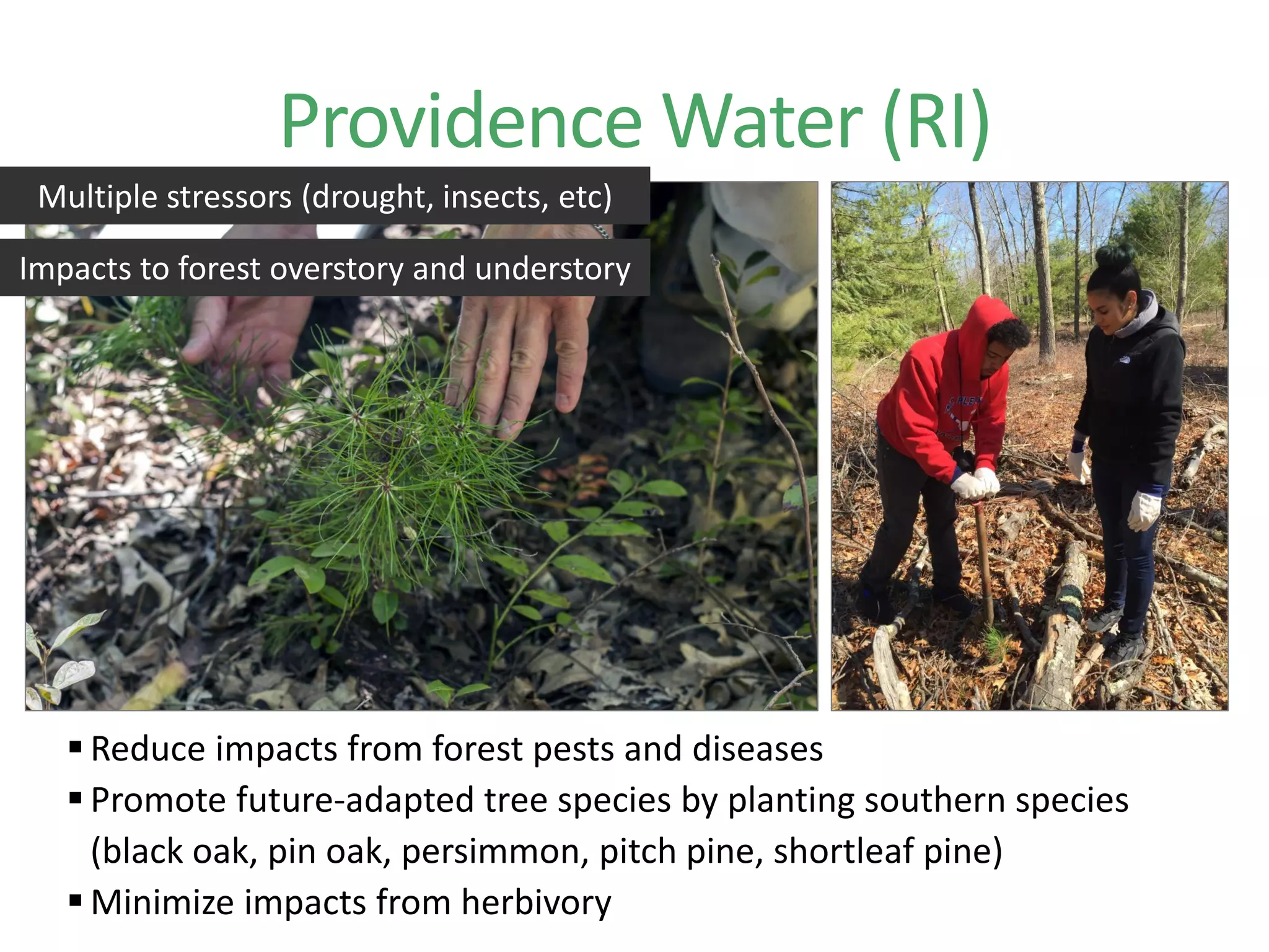 Multiple stressors (drought, insects, etc)
Impacts to forest overstory and understory
 Reduce impacts from forest pests and diseases
 Promote future-adapted tree species by planting southern species
(black oak, pin oak, persimmon, pitch pine, shortleaf pine)
 Minimize impacts from herbivory
Providence Water (RI)
 