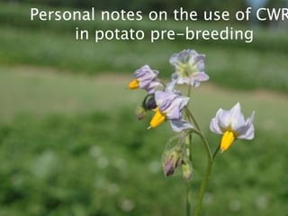 Personal notes on the use of CWR
     in potato pre-breeding
 
