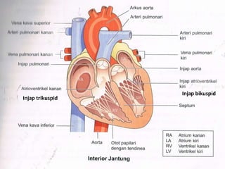 Injap PJM3106 : ANATOMI DAN PENGURUSAN JANTUNG | PPTX