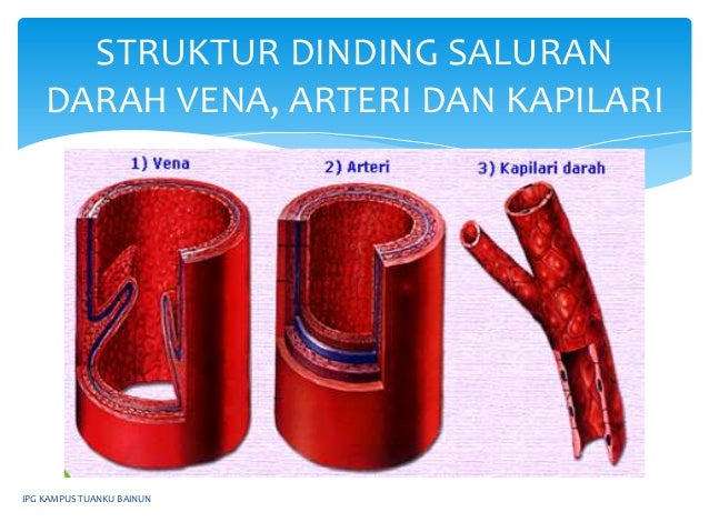 PJM3106 : ANATOMI DAN PENGURUSAN JANTUNG