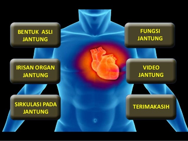 Jantung Fungsinya