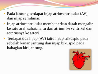 • Pada jantung terdapat injap atrioventrikular (AV)
dan injap semilunar.
• Injap atrioventrikular membenarkan darah mengalir
ke satu arah sahaja iaitu dari atrium ke ventrikel dan
seterusnya ke arteri.
• Terdapat dua injap (AV) iaitu injap trikuspid pada
sebelah kanan jantung dan injap bikuspid pada
bahagian kiri jantung.
 