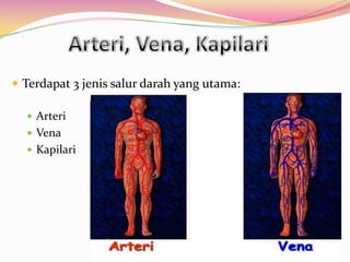 Terdapat 3 jenis salur darah yang utama:
 Arteri
 Vena
 Kapilari
 