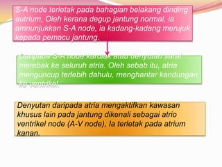 S-A node terletak pada bahagian belakang dinding
autrium, Oleh kerana degup jantung normal, ia
amnunjukkan S-A node, ia kadang-kadang merujuk
kepada pemacu jantung.
Daripada S-A node kardiak atau denyutan saraf
merebak ke seluruh atria. Oleh sebab itu, atria
menguncup terlebih dahulu, menghantar kandungan
ke ventrikel.
Denyutan daripada atria mengaktifkan kawasan
khusus lain pada jantung dikenali sebagai atrio
ventrikel node (A-V node), Ia terletak pada atrium
kanan.
 