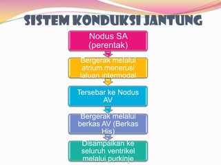 SISTEM KONDUKSI JANTUNG
Nodus SA
(perentak)
Bergerak melalui
atrium menerusi
laluan intermodal
Tersebar ke Nodus
AV
Bergerak melalui
berkas AV (Berkas
His)
Disampaikan ke
seluruh ventrikel
melalui purkinje
 