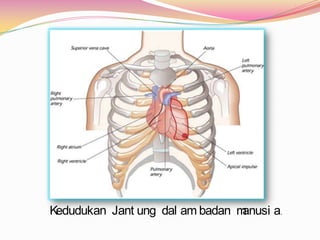 Kedudukan Jant ung dal am badan manusi a.
 