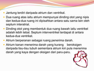  Jantung terdiri daripada atrium dan ventrikal.
 Dua ruang atas iaitu atrium mempunyai dinding otot yang nipis
dan kedua-dua ruang ini dipisahkan antara satu sama lain oleh
septum interatrial.
 Dinding otot yang membentuk dua ruang bawah iaitu ventrikel
adalah lebih tebal. Septum interventrikel terdapat di antara
kedua-dua ventrikel.
 Atrium berperanan sebagai ruang penerima darah.
 Atrium kanan menerima darah yang kurang beroksigen
daripada tisu-tisu tubuh sementara atrium kiri pula menerima
darah yang kaya dengan oksigen dari paru-paru.
 