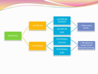 JANTUNG
AUTRIUM
AUTRIUM
KANAN
> Menerima
darah.
AUTRIUM
KIRI
VENTRIKEL
VENTRIKEL
KANAN
VENTRIKEL
KIRI
> Menghantar
keluar darah
daripada jantung.
 