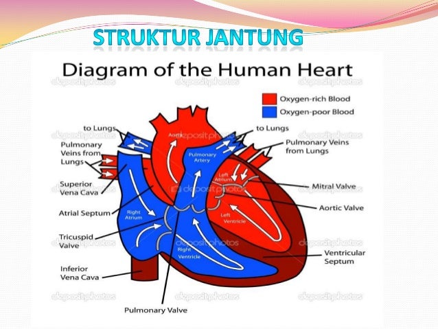 Sistem Jantung PJM3106 