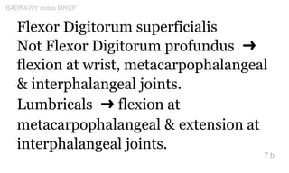Flexor Digitorum superficialis
Not Flexor Digitorum profundus ➜
flexion at wrist, metacarpophalangeal
& interphalangeal jo...