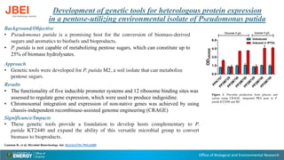 Office of Biological and Environmental Research
Development of genetic tools for heterologous protein expression
in a pentose-utilizing environmental isolate of Pseudomonas putida
Background/Objective
• Pseudomonas putida is a promising host for the conversion of biomass-derived
sugars and aromatics to biofuels and bioproducts.
• P. putida is not capable of metabolizing pentose sugars, which can constitute up to
25% of biomass hydrolysates.
Approach
• Genetic tools were developed for P. putida M2, a soil isolate that can metabolize
pentose sugars.
Results
• The functionality of five inducible promoter systems and 12 ribosome binding sites was
assessed to regulate gene expression, which were used to produce indigoidine.
• Chromosomal integration and expression of non-native genes was achieved by using
chassis-independent recombinase-assisted genome engineering (CRAGE)
Significance/Impacts
• These genetic tools provide a foundation to develop hosts complementary to P.
putida KT2440 and expand the ability of this versatile microbial group to convert
biomass to bioproducts.
Figure 1. Flaviolin production from glucose and
xylose using CRAGE- integrated PKS gene in P.
putida KT2440 and M2
Gauttam R., et al, Microbial Biotechnology. doi: 10.1111/1751-7915.14205
 