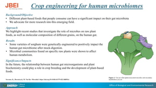 Office of Biological and Environmental Research
Crop engineering for human microbiomes
Background/Objective
• Different plant-based foods that people consume can have a significant impact on their gut microbiota
• We advocate for more research into this emerging field.
Approach
We highlight recent studies that investigate the role of microbes on raw plant
foods, as well as molecular composition of different grains, on the human gut.
Results
• Some varieties of sorghum were genetically engineered to positively impact the
human gut microbiome after mock-digestion.
• Microbial communities found on specific raw plants were shown to affect
human metabolism.
Significance/Impacts
In the future, the relationship between human gut microorganisms and plant
biochemistry could play a role in crop breeding and the development of plant-based
foods.
Serrano, K., Bezrutczyk, M. Nat Rev Microbiol https://doi.org/10.1038/s41579-022-00850-6
Figure 1: You are what (plant-associated microbes and secondary
metabolites) you eat
 
