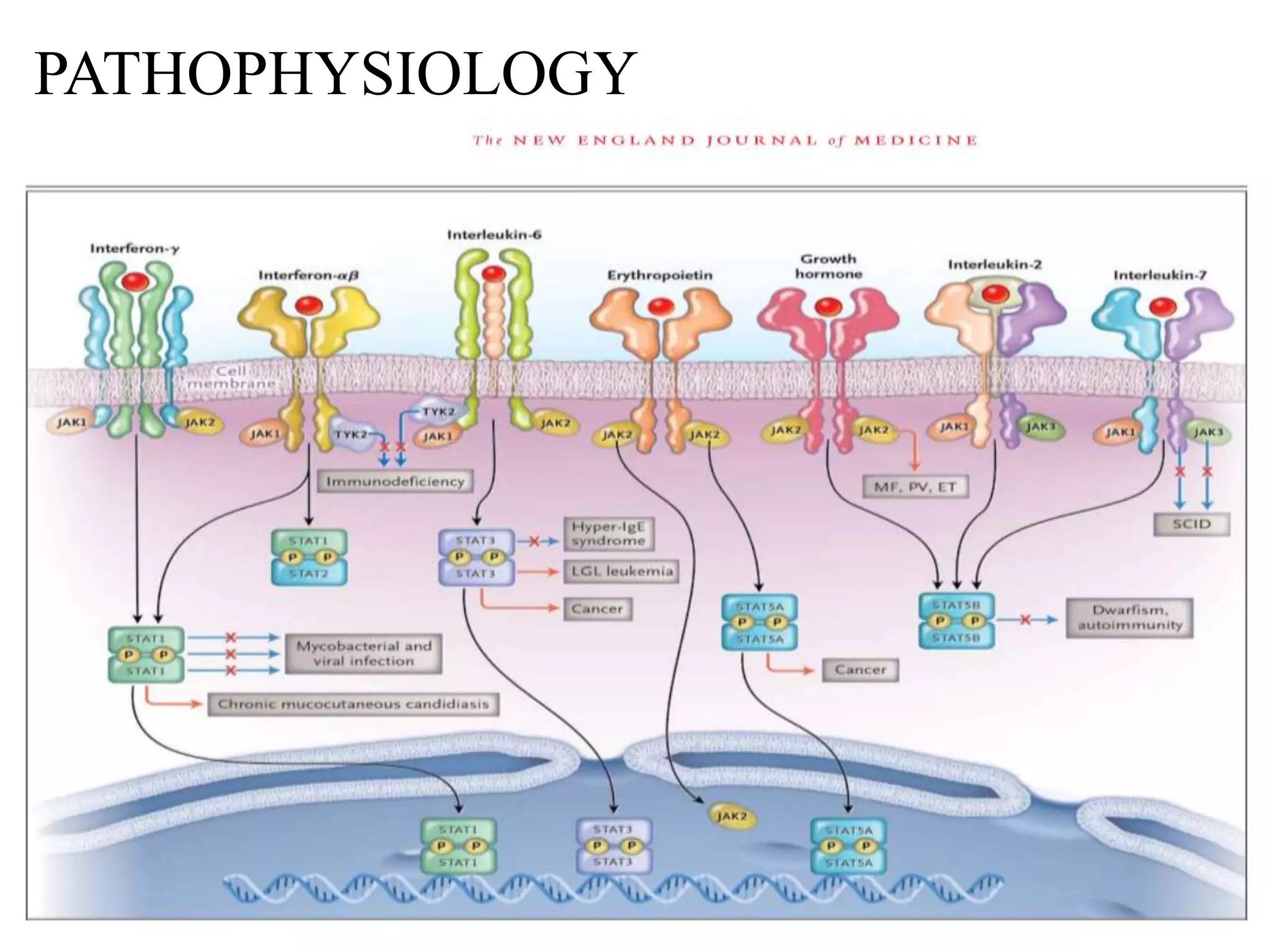 JANUS KINASE INHIBITOR EXAMPLES visual data 3