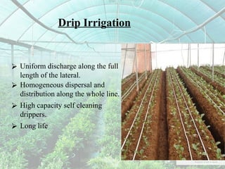 Janvee P. batch a. 39 .green house farming.pptx