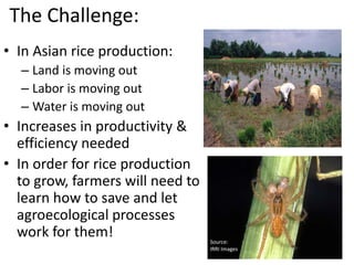 FAO’s Regional Rice Initiative: Landscape Management for Sustainable ...