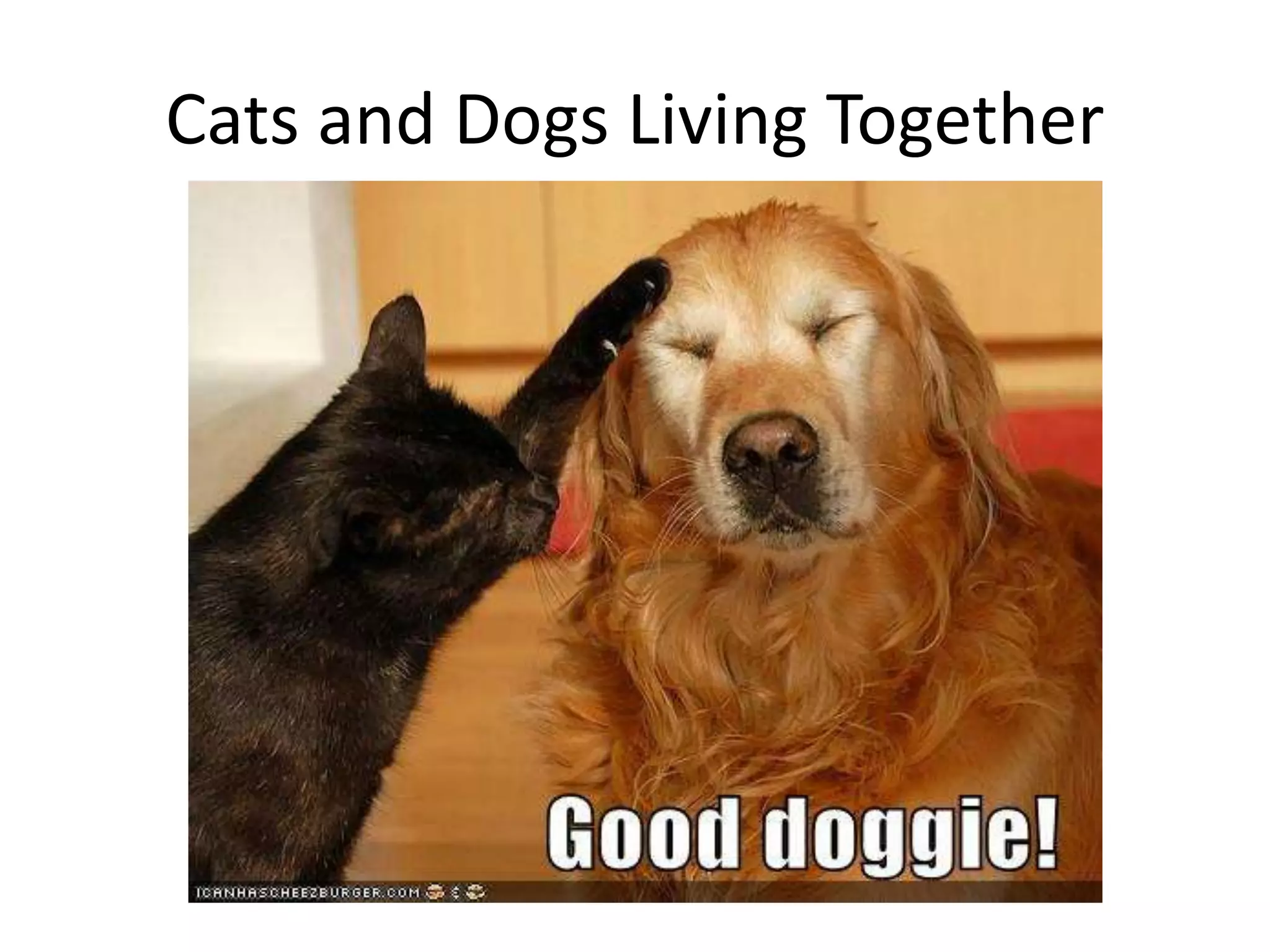 Cats and Dogs Living Together
 
