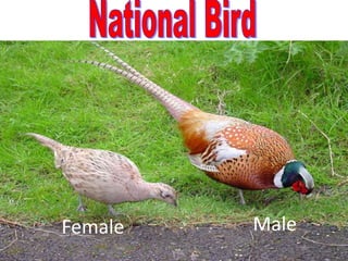 National BirdMaleFemale