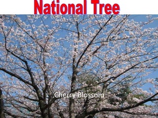 National TreeCherry Blossom