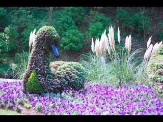 Alegria Verdejante em Hamamatsu  