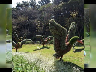 Alegria Verdejante em Hamamatsu  