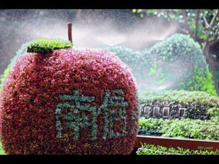 Alegria Verdejante em Hamamatsu  