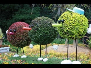 Alegria Verdejante em Hamamatsu  