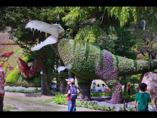 Alegria Verdejante em Hamamatsu  