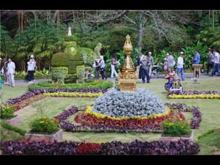 Alegria Verdejante em Hamamatsu  