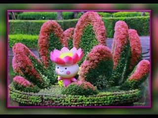 Alegria Verdejante em Hamamatsu  