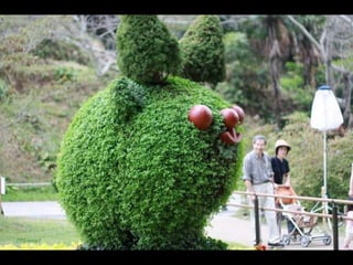 Alegria Verdejante em Hamamatsu  