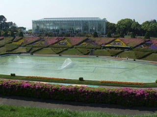 Alegria Verdejante em Hamamatsu  