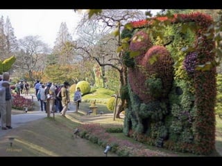 Alegria Verdejante em Hamamatsu  