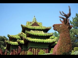 Alegria Verdejante em Hamamatsu  