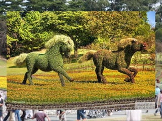 Alegria Verdejante em Hamamatsu  