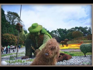 Alegria Verdejante em Hamamatsu  