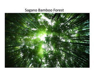 Sagano Bamboo Forest
 