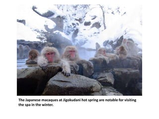 The Japanese macaques at Jigokudani hot spring are notable for visiting
the spa in the winter.
 