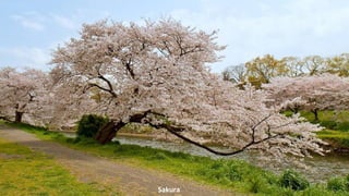 Sakura
 