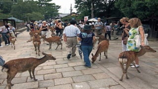 Nara
 